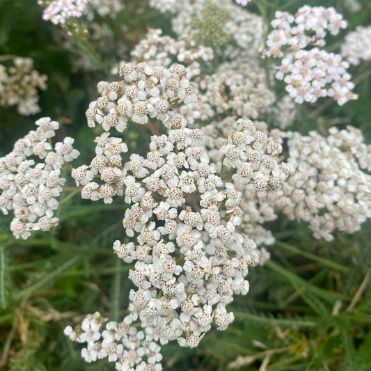 Achillea millefolium (Common Yarrow)