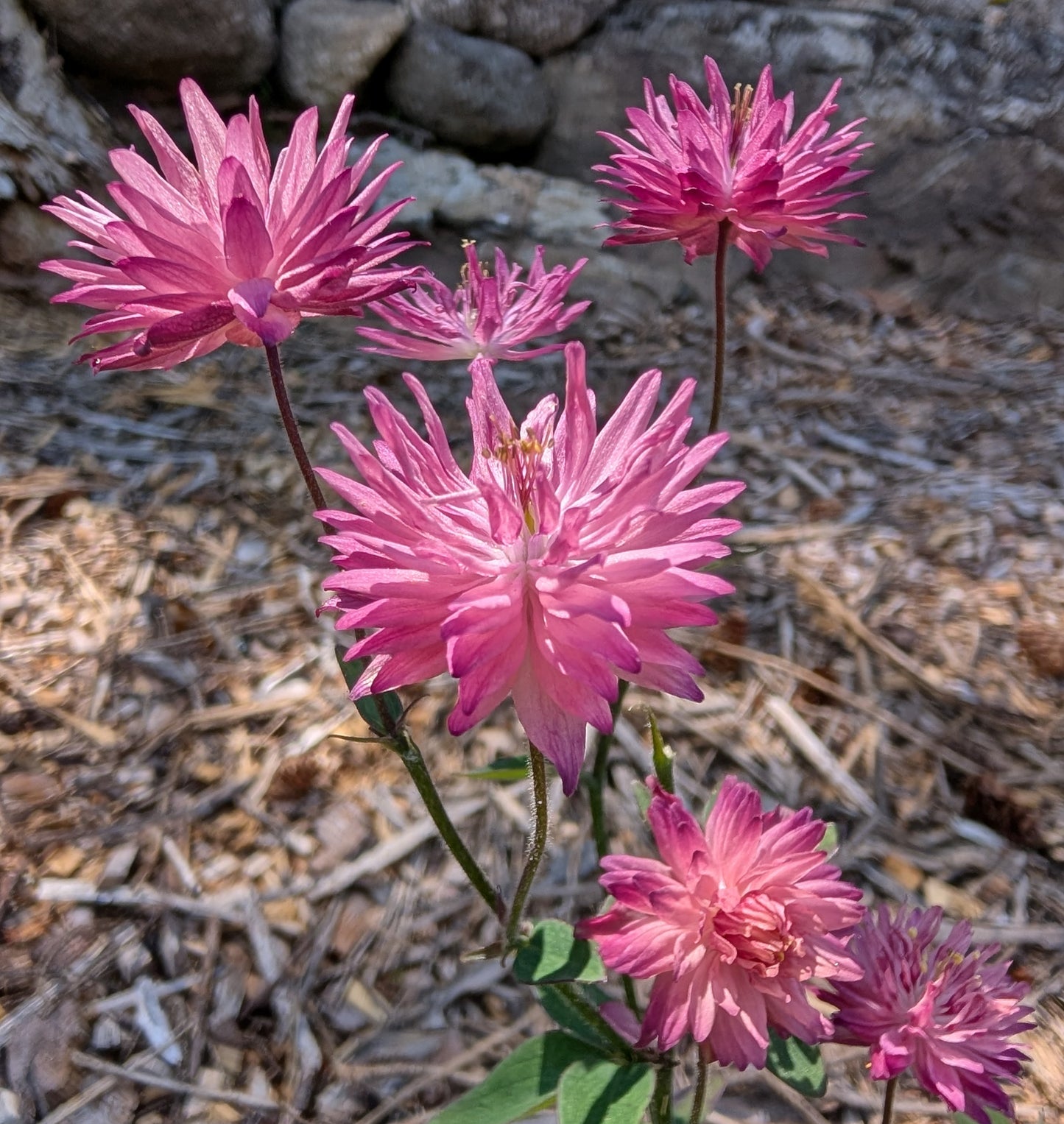 Perennial | Aquilegia vulgaris var. stellata "Nora Barlow" (Columbine)