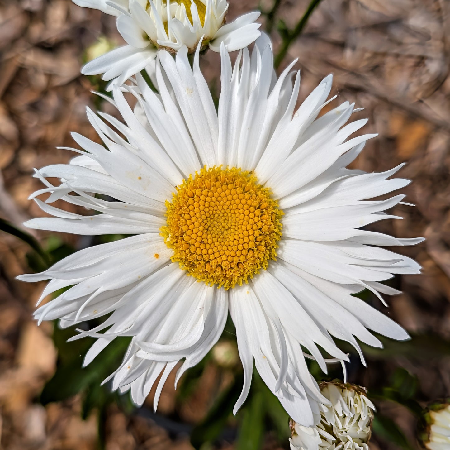 Perennial | Leucanthemum superbum "Madonna" (Shasta Daisy)