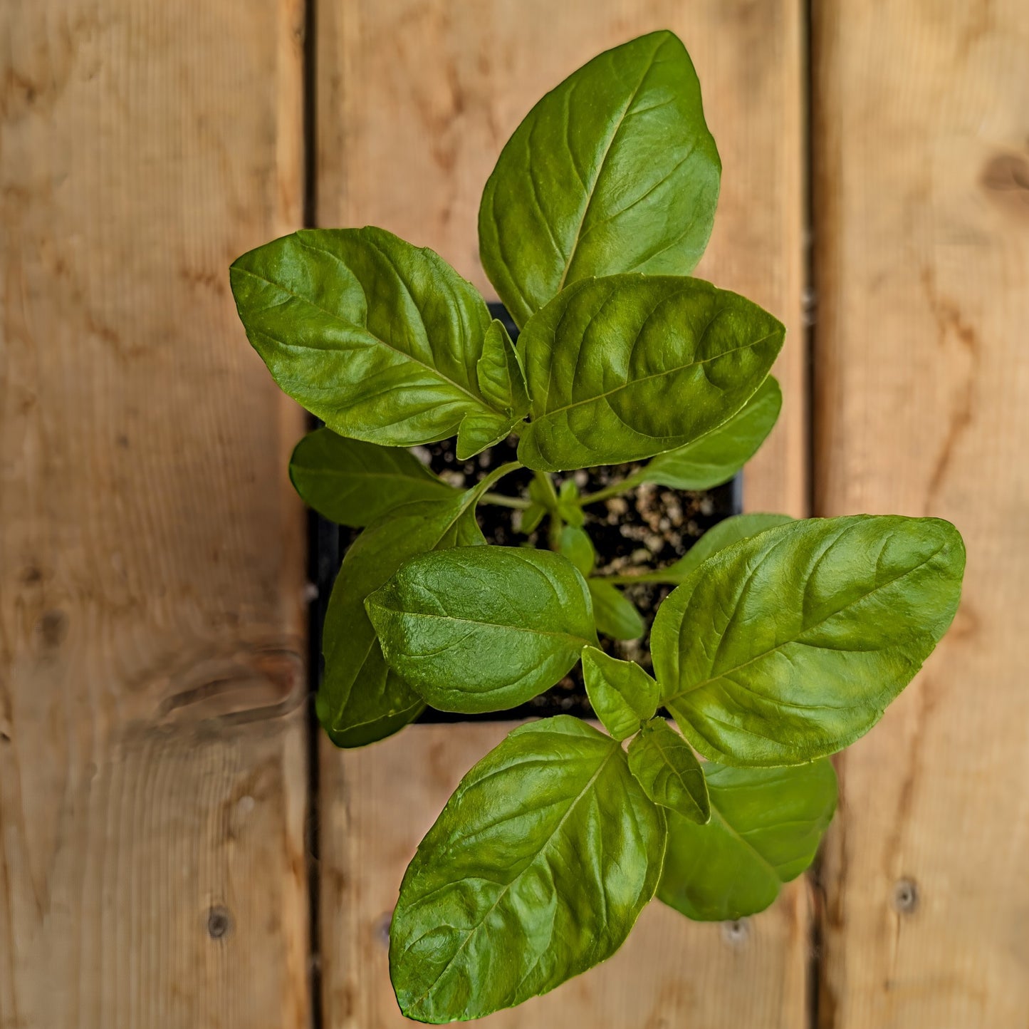 Herb | Basil - Sweet