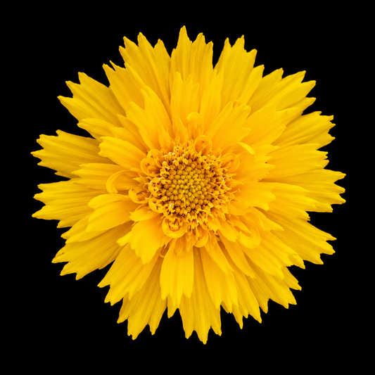 Perennial | Coreopsis grandiflora "Double the Sun" (Tickseed)