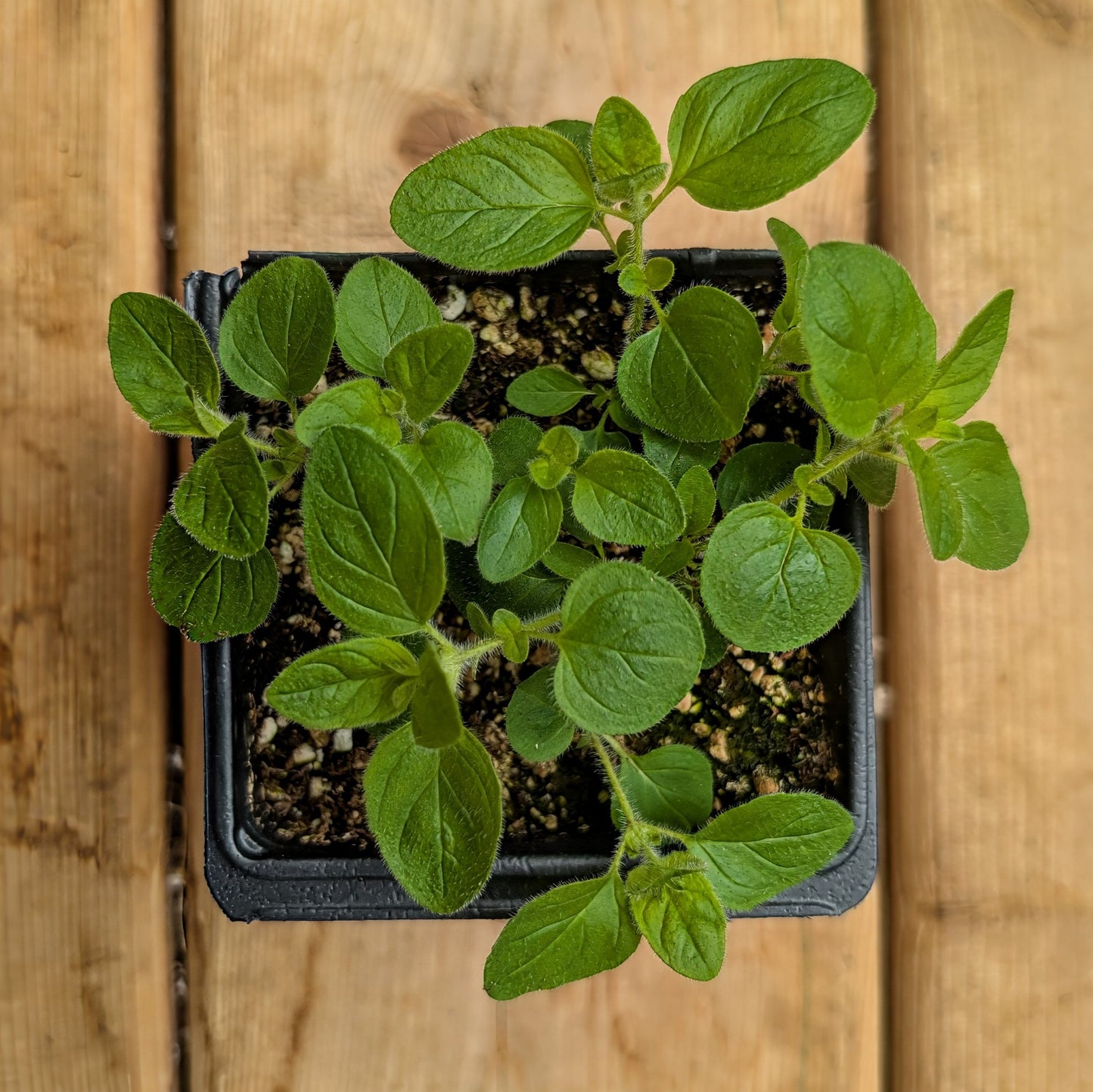 Herb | Oregano