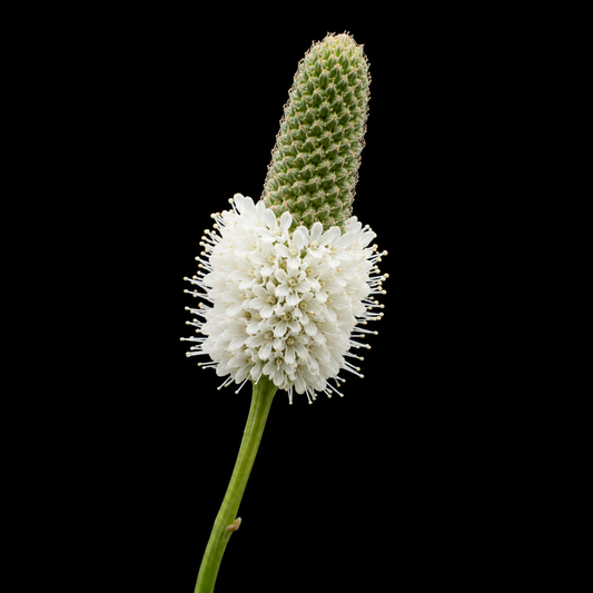 Perennial | Dalea candida (White Prairie Clover)