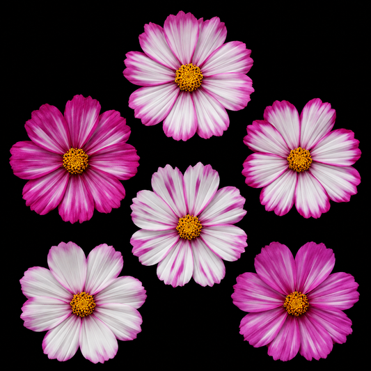 Annual | Cosmos - Candy Stripe