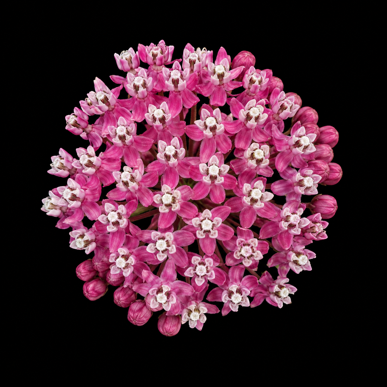 Perennial | Asclepias incarnata (Swamp Milkweed)