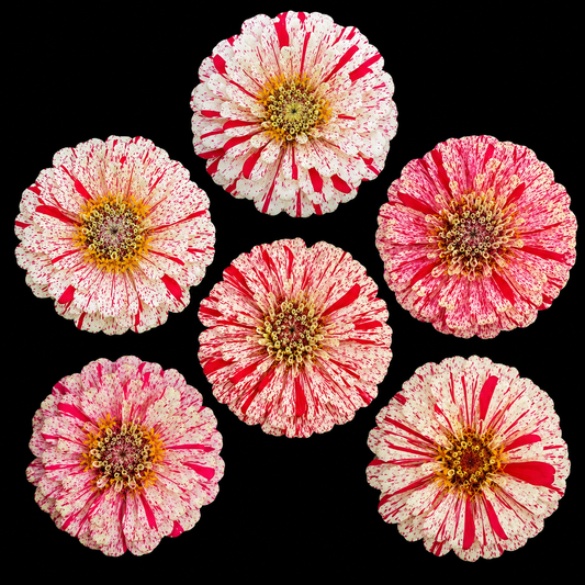 Annual | Zinnia - Peppermint Stick