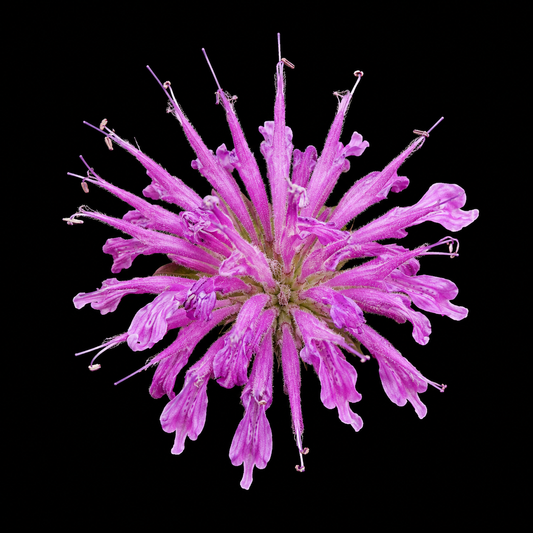 Perennial | Monarda fistulosa (Wild Bee Balm)
