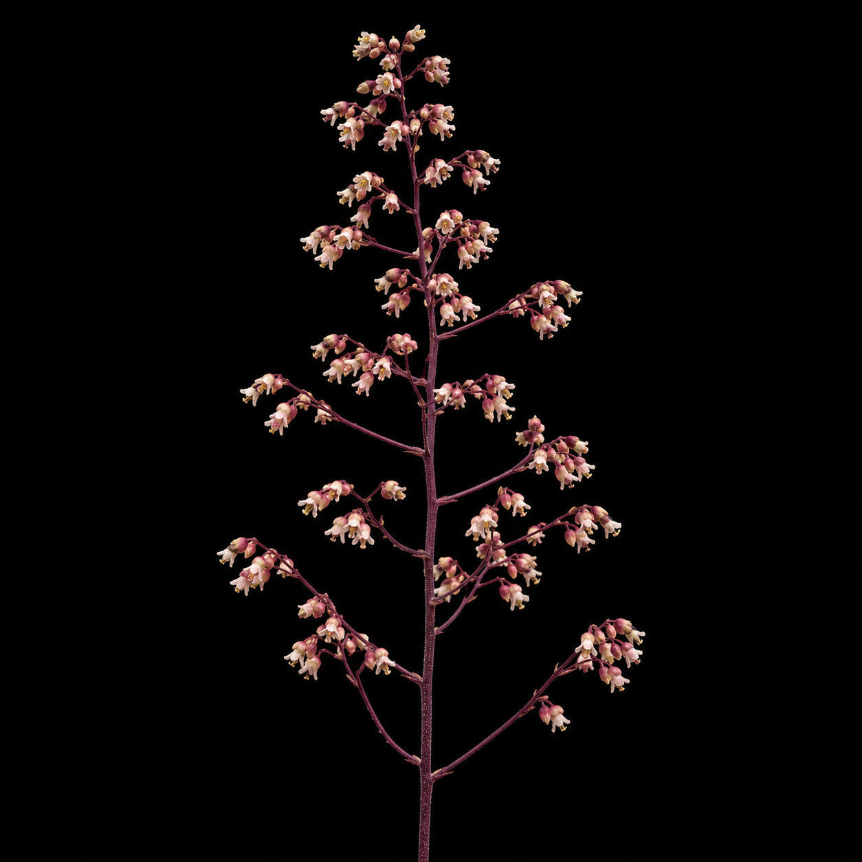 Perennial | Heuchera micrantha "Palace Purple" (Coral Bells)