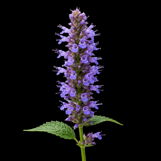 Perennial | Agastache foeniculum (Anice Hyssop)