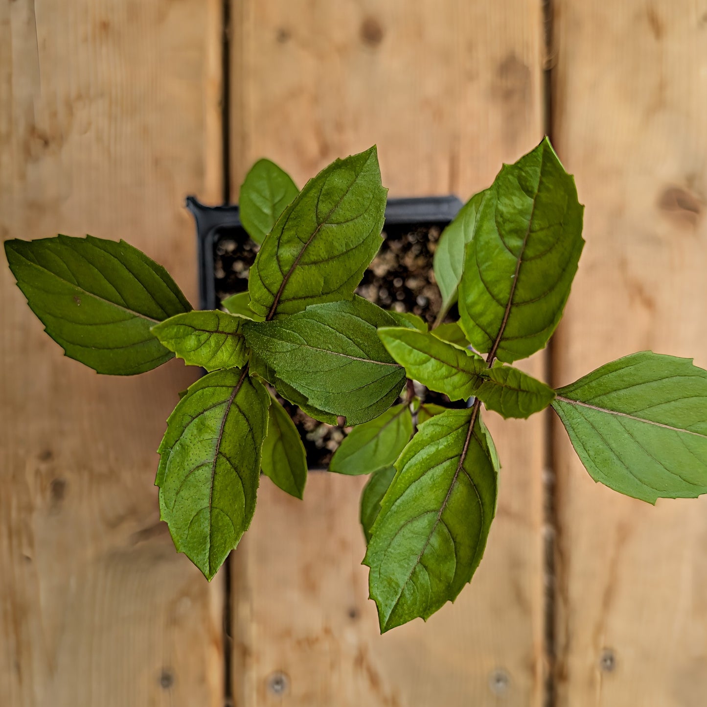 Herb | Basil - Cinnamon