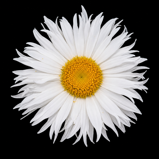 Perennial | Leucanthemum superbum "Madonna" (Shasta Daisy)