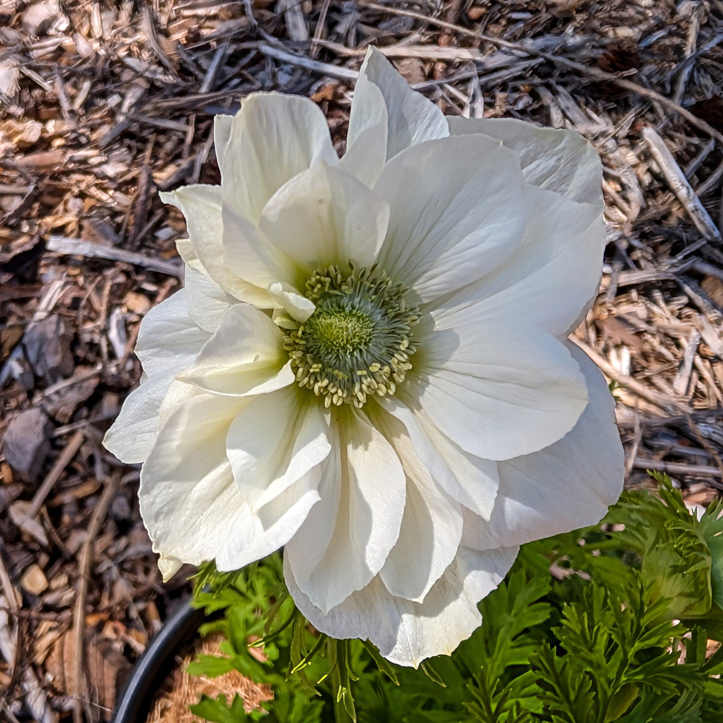 Tender Perennial | Anemone coronaria (Poppy Anemone)
