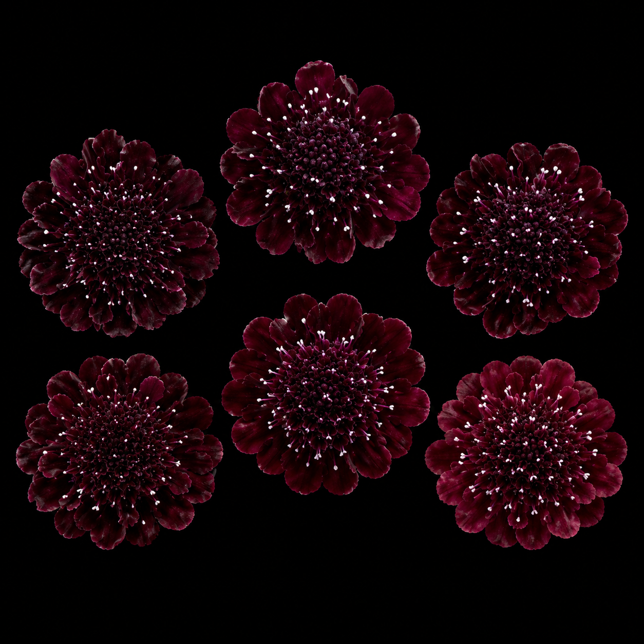 Annual | Scabiosa - Mourning Bride