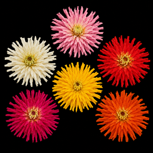 Annual | Zinnia - Cactus Mix