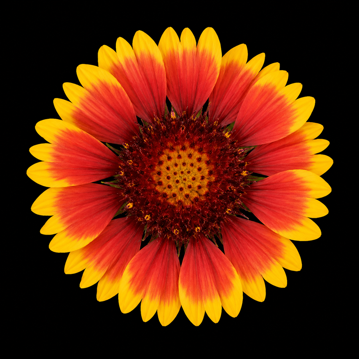 Perennial | Gaillardia aristata (Blanketflower)