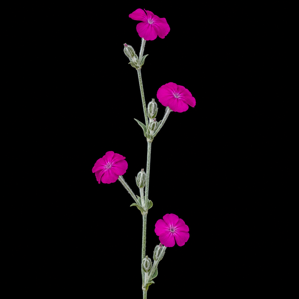Perennial | Silene coronaria (Rose Campion)