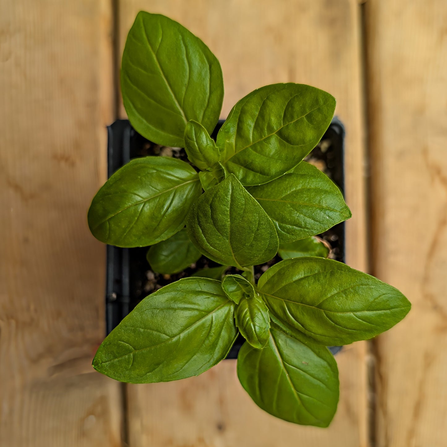 Herb | Basil - Genovese