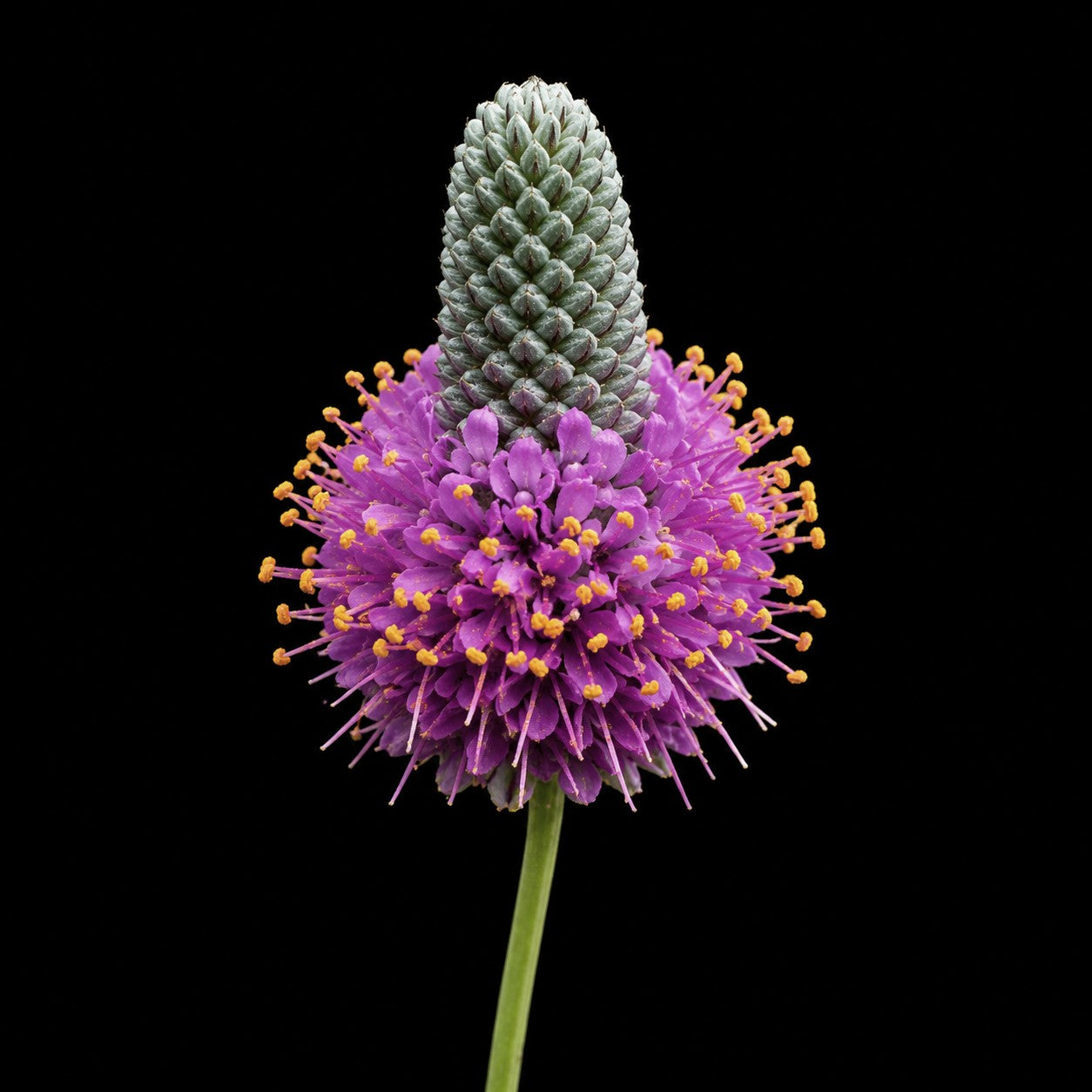 Perennial | Dalea purpurea (Purple Prairie Clover)
