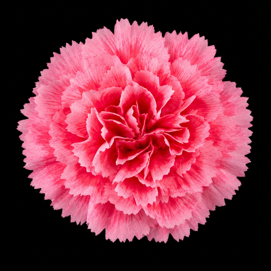 Perennial | Dianthus caryophyllus "Grenadin Rose" (Garden Pinks)