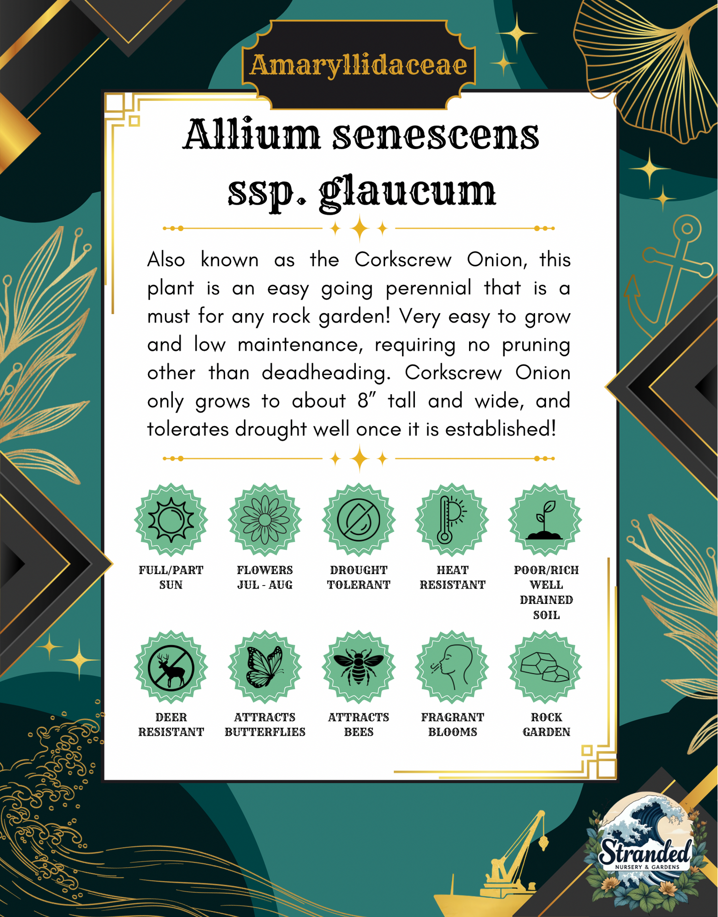 Allium senescens ssp. glaucum (Corkscrew Onion)