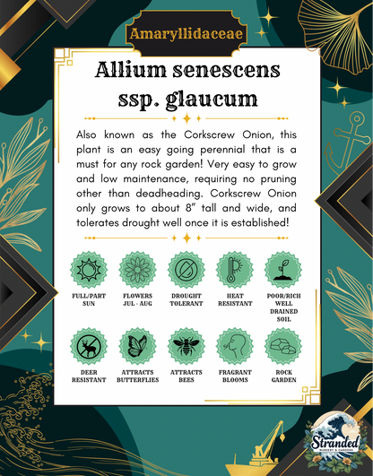 Allium senescens ssp. glaucum (Corkscrew Onion)
