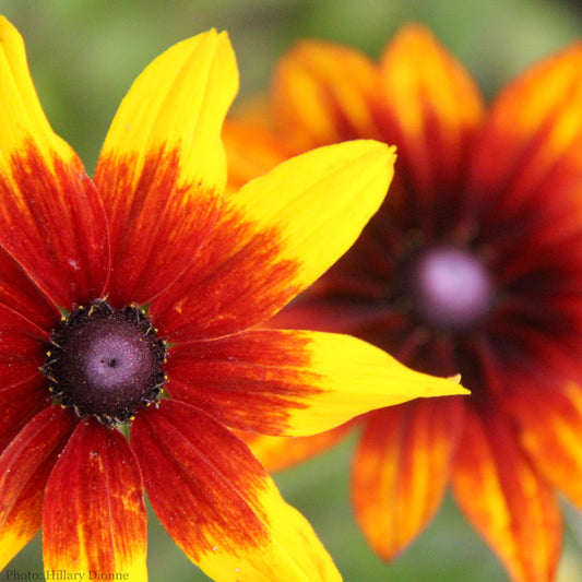 Rudbeckia hirta Seeds (Gloriosa Daisy Seeds)