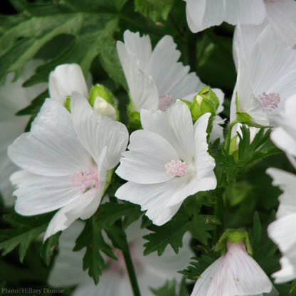 Malva moschata alba Seeds (White Musk Mallow Seeds)