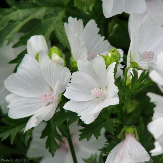 Malva moschata alba Seeds (White Musk Mallow Seeds)