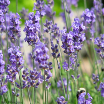 Lavandula angustifolia Seeds (English Lavender Seeds)