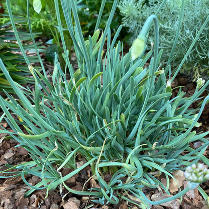Allium senescens ssp. glaucum (Corkscrew Onion)