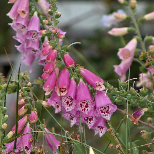 Digitalis purpurea Seeds (Foxglove Seeds)