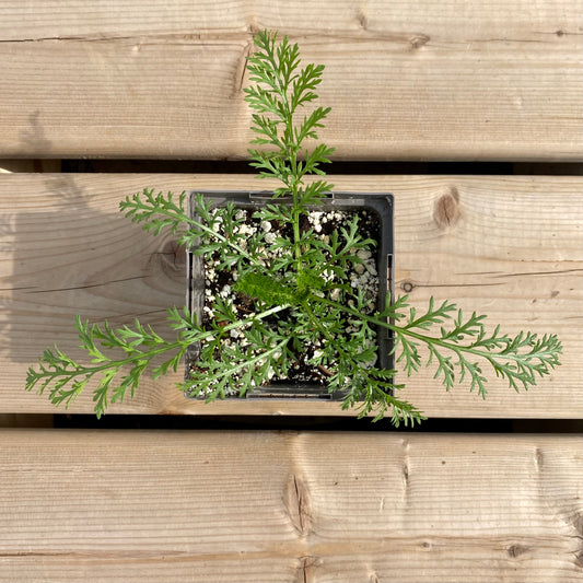 Achillea millefolium (Common Yarrow)