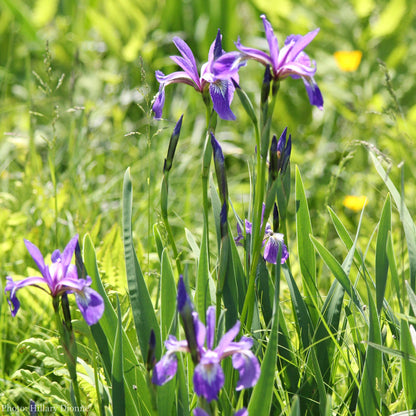 Iris versicolor Seeds (Blue Flag Iris Seeds)
