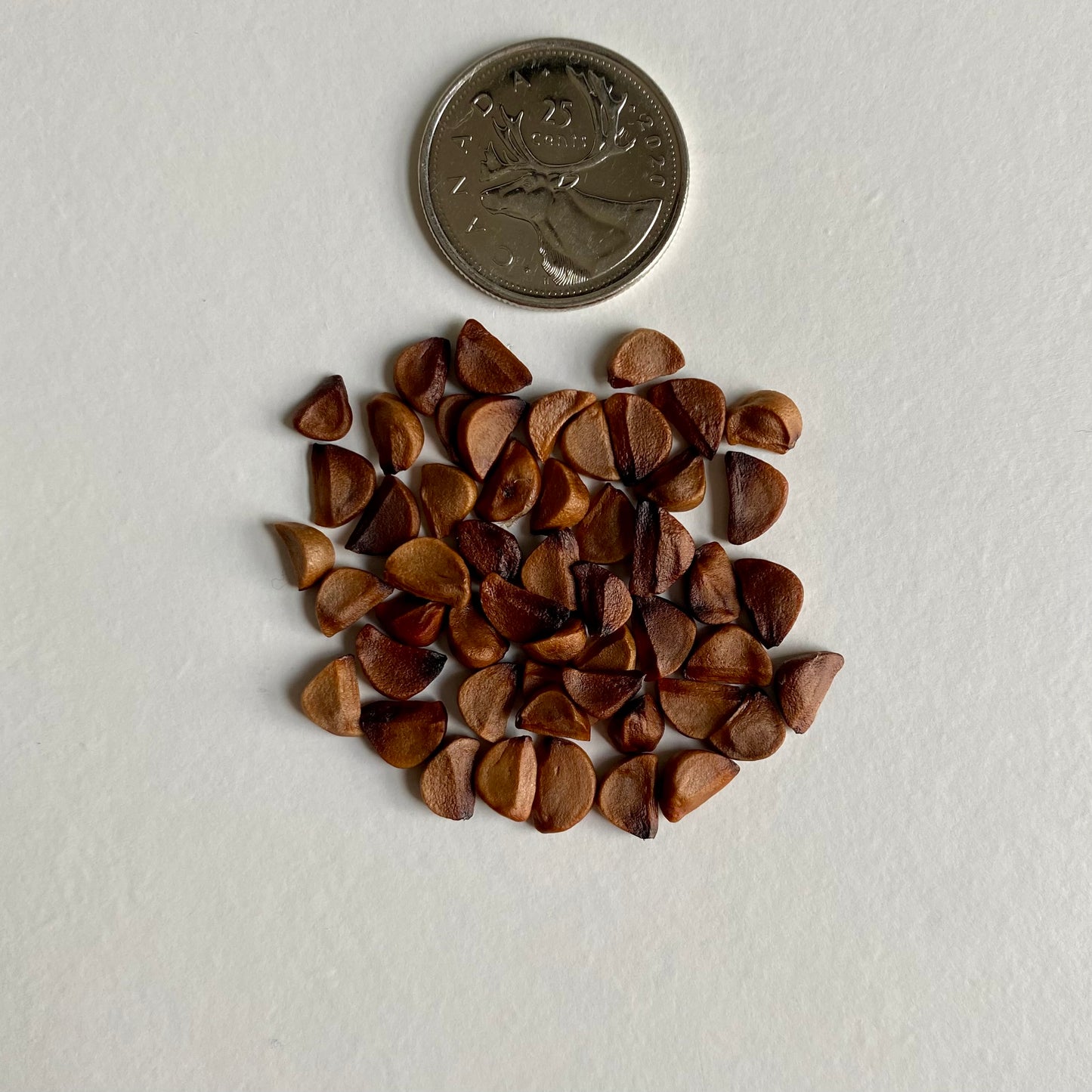 Iris versicolor Seeds (Blue Flag Iris Seeds)