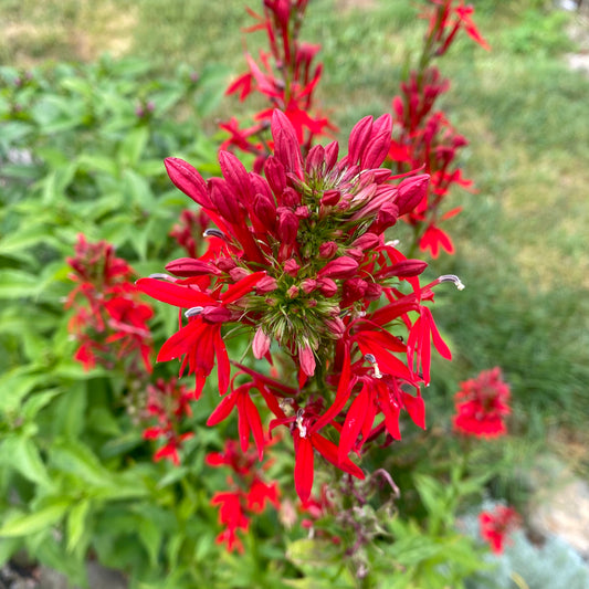 Lobelia cardinalis Seeds (Cardinal Flower Seeds)
