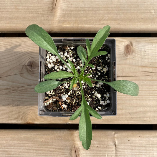 Ratibida columnifera (Prairie Coneflower)