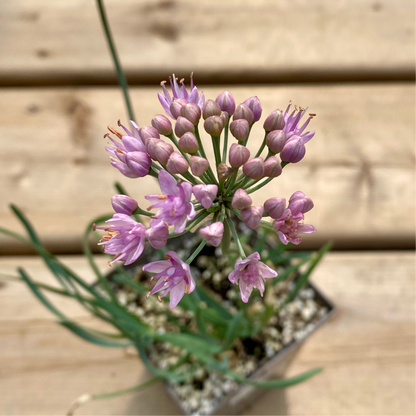 Allium senescens ssp. glaucum (Corkscrew Onion)