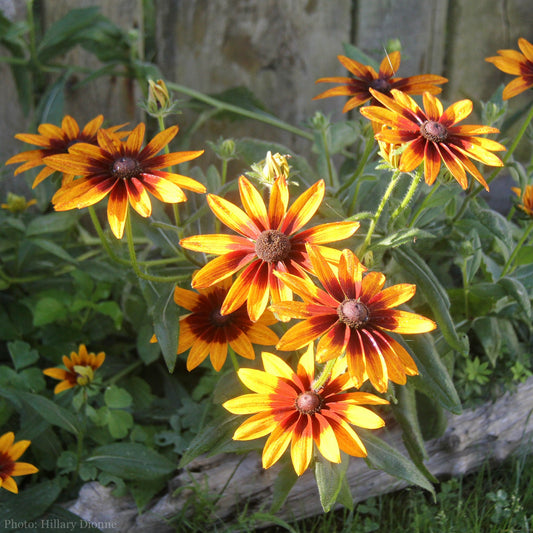 Rudbeckia hirta Seeds (Gloriosa Daisy Seeds)