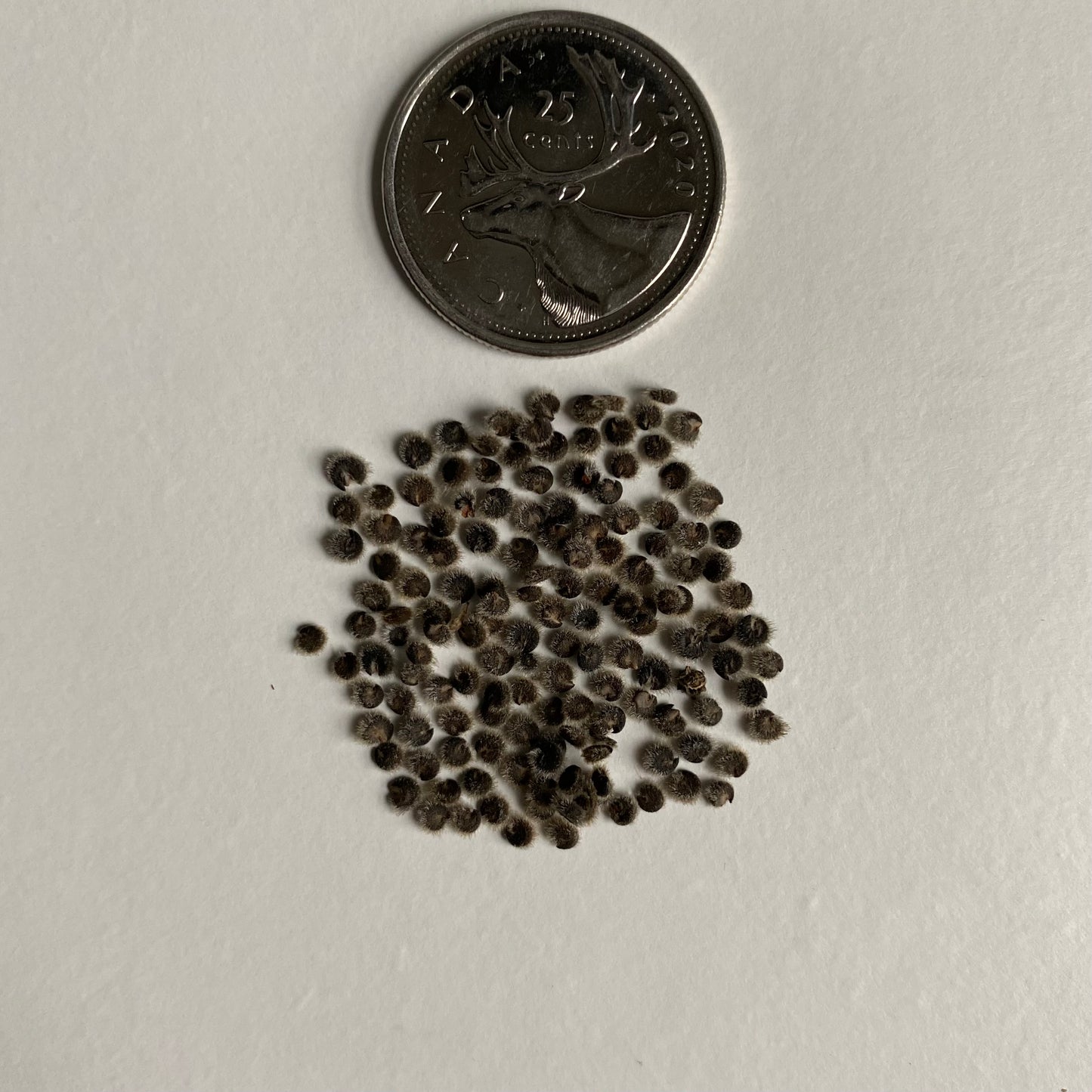 Malva moschata alba Seeds (White Musk Mallow Seeds)