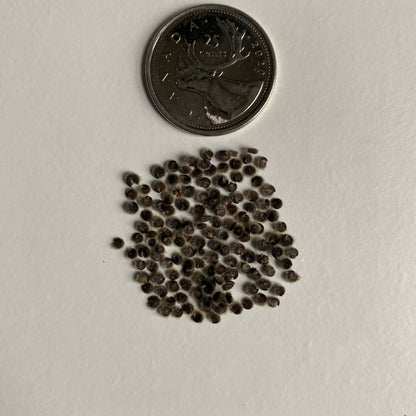Malva moschata alba Seeds (White Musk Mallow Seeds)