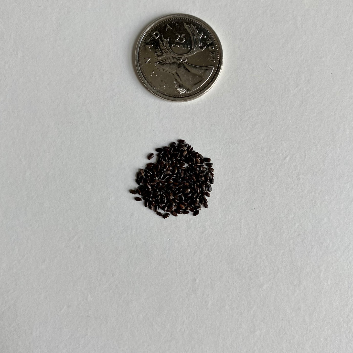 Lavandula angustifolia Seeds (English Lavender Seeds)