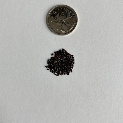 Lavandula angustifolia Seeds (English Lavender Seeds)