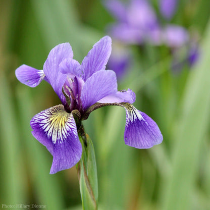 Iris versicolor Seeds (Blue Flag Iris Seeds)