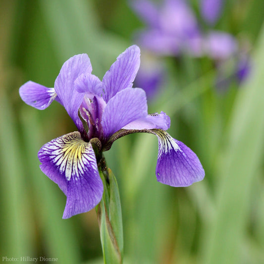 Iris versicolor Seeds (Blue Flag Iris Seeds)