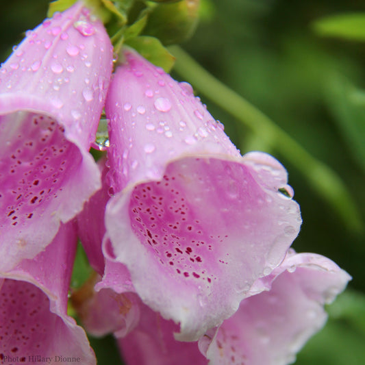 Digitalis purpurea Seeds (Foxglove Seeds)