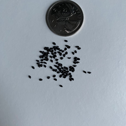 Aquilegia vulgaris Seeds (Common Columbine Seeds)