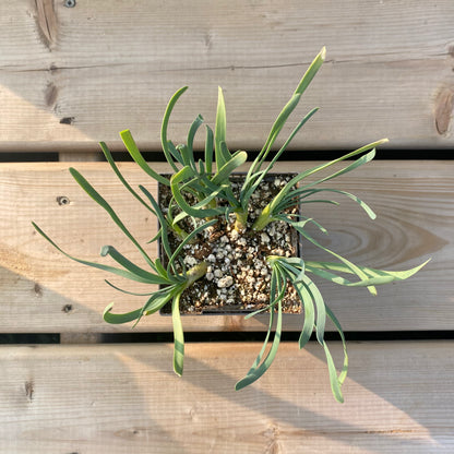 Allium senescens ssp. glaucum (Corkscrew Onion)