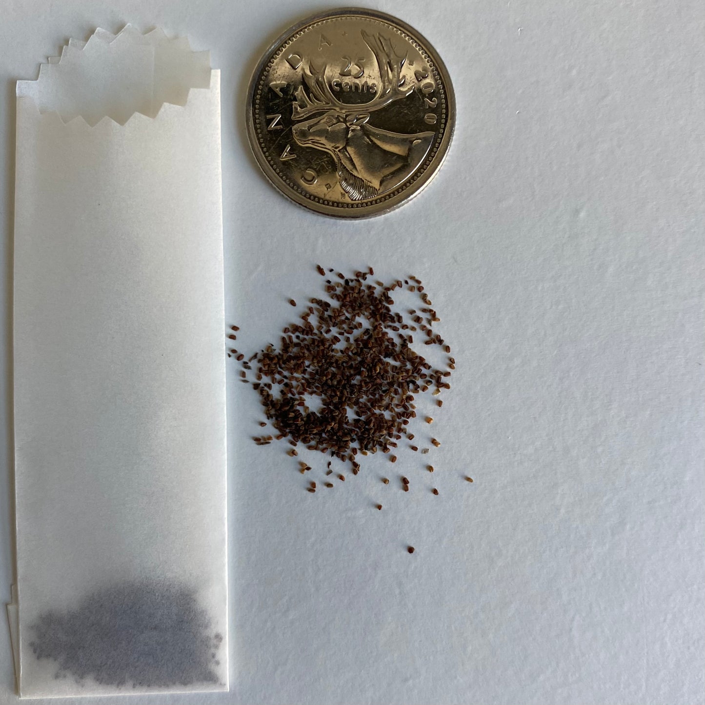 Digitalis purpurea Seeds (Foxglove Seeds)