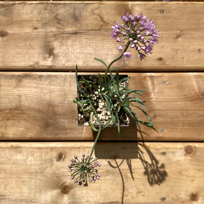 Allium senescens ssp. glaucum (Corkscrew Onion)