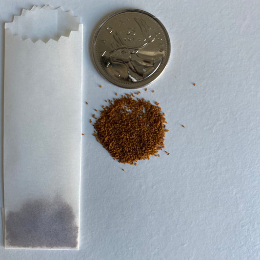 Lobelia cardinalis Seeds (Cardinal Flower Seeds)